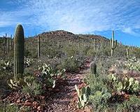 Could Mexico cactus solve world's plastics problem?
