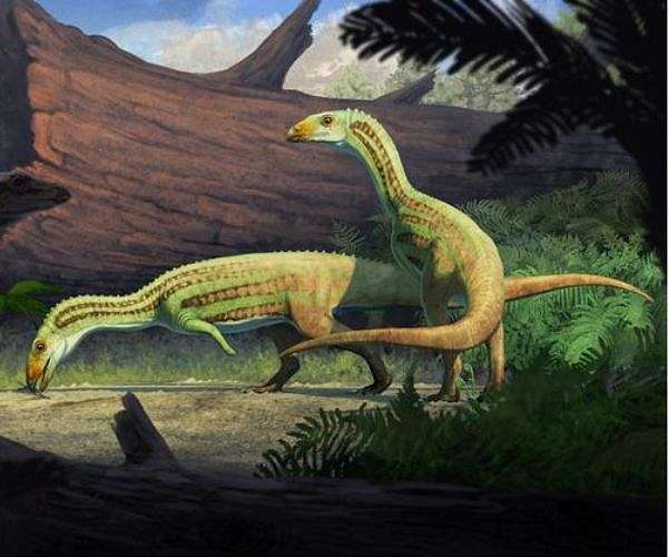 Ancient croc relative shifted from four legs to two as it matured