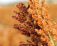 Weed stems ripe for biofuel
