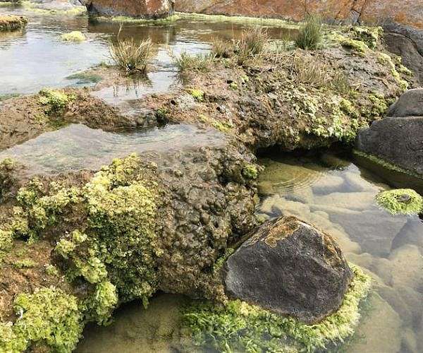 Field work on South Africa's living rocks reveals rapid carbon capture in extreme conditions