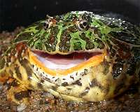 Bite force research reveals dinosaur-eating frog