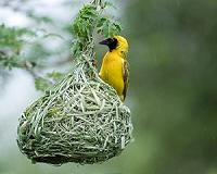 What drives the evolution of bird nest structures