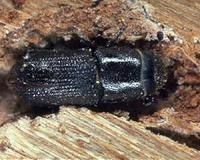 Honduran army goes to war against invading bugs
