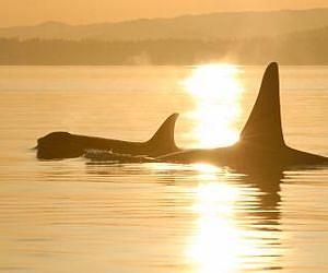 Long menopause allows killer whales to care for adult sons