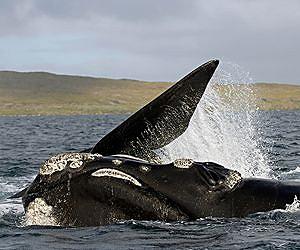 Dead southern right whale excites scientists