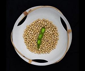 Soybean Genome Analysis Reveals Pathways For Improving Biodiesel