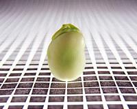 Gene discovery offers better soybean varieties for northern US