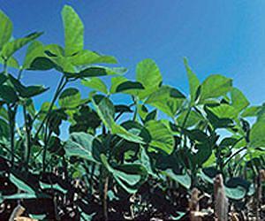 China, Argentina to increase soybean, corn trade: official