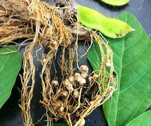 A route for steeper, cheaper, and deeper roots