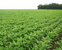 How healthy is genetically modified soybean oil?