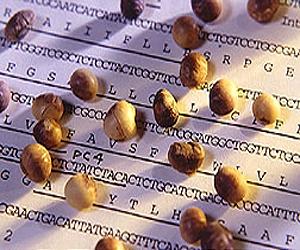 Replacing soybean meal in pig diets