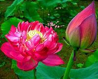 New material coating technology mimics nature's lotus effect