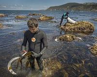Crisis-hit Spaniards seek seaweed riches