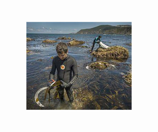 Marshes, mills and Michelin stars: Spain's 'chef of the sea'
