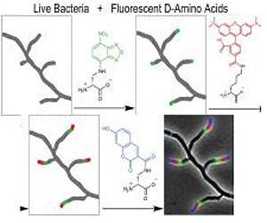 Filming bacterial life in multicolor as a new diagnostic and antibiotic discovery tool