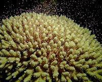 Coral study reveals secrets of evolution