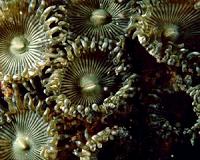 The unexamined diversity in the 'Coral Triangle'