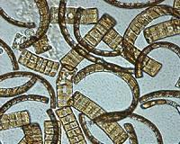 Proteomics method measures carbon uptake of marine microbes