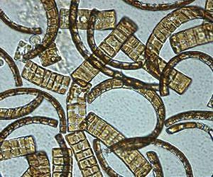 Eddies, not sunlight, spur annual bloom of tiny plants in North Atlantic