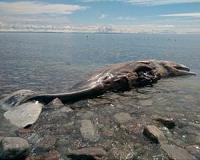 Canadian town tries to sell whale carcass on eBay