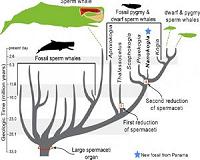New fossil rattles Moby Dick's family tree