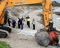 Construction machinery called in to vacate whale head from Perth beach