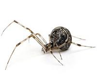 Spiders spin possible solution to 'sticky' problems