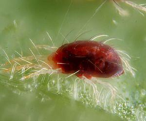 Species explorers propose steps to map biosphere