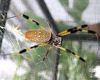 Science unravels spiders' monstrous food web