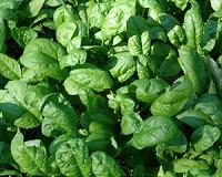 How clean is your spinach?