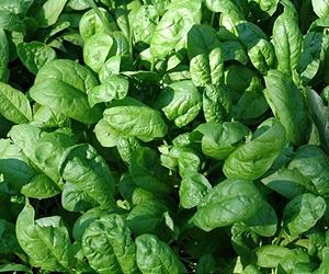 Researchers determine factors that influence spinach contamination pre-harvest