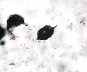 Three billion-year-old microfossils include plankton