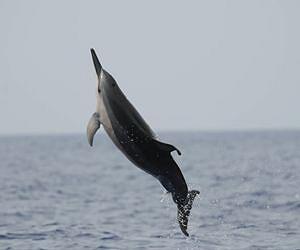 Dolphin bound for Singapore oceanarium dies