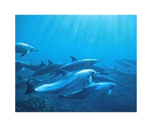 Philippines allows export of dolphins to Singapore