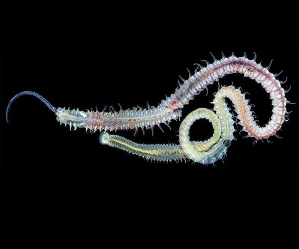 Half-billion-year-old parasite still threatens shellfish
