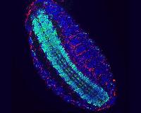 Exploiting male killing bacteria to control insects
