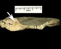 Discovery adds rock collecting to Neanderthal's repertoire