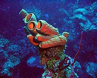 Sponges On Steroids