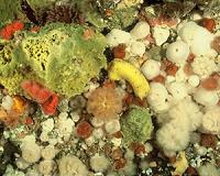 Cadiz researcher discovers 18 new species of molluscs