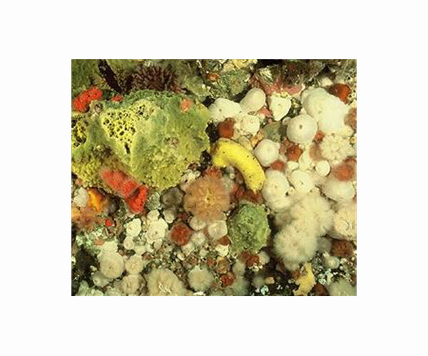New Fossil Discovery Sheds Light on Mollusc Evolution