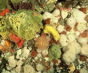 Marine biodiversity loss due to warming and predation