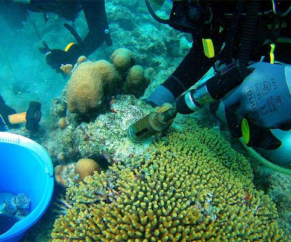 Zanzibar women turn to sponge farming as oceans heat up