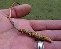 Overharvesting threatens 'Himalayan Viagra' fungus: IUCN