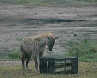 Camera traps in Angola capture rare photos of big cats, honey badgers, elephants