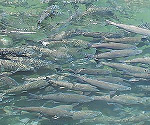 First Evidence That Magnetism Helps Salmon Find Home