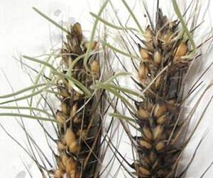 McGill discovery should save wheat farmers millions of dollars