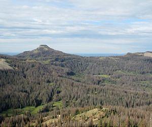 Massive spruce beetle outbreak in Colorado tied to drought