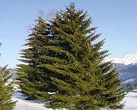 World's Oldest Living Tree Discovered In Sweden