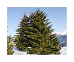 Climate affecting Alaskan spruce forests