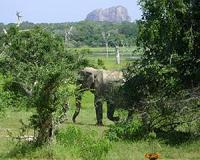 Sri Lanka to shift farmers from elephant corridors